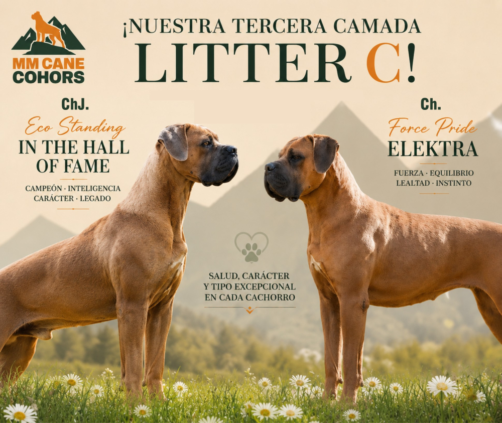 camada c cane corso cachorros disponibles