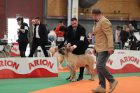 Las Exposiciones Caninas y el Protagonismo del Cane Corso