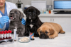 &iquest;Qu&eacute; pruebas gen&eacute;ticas realizamos a nuestros Cane Corso?