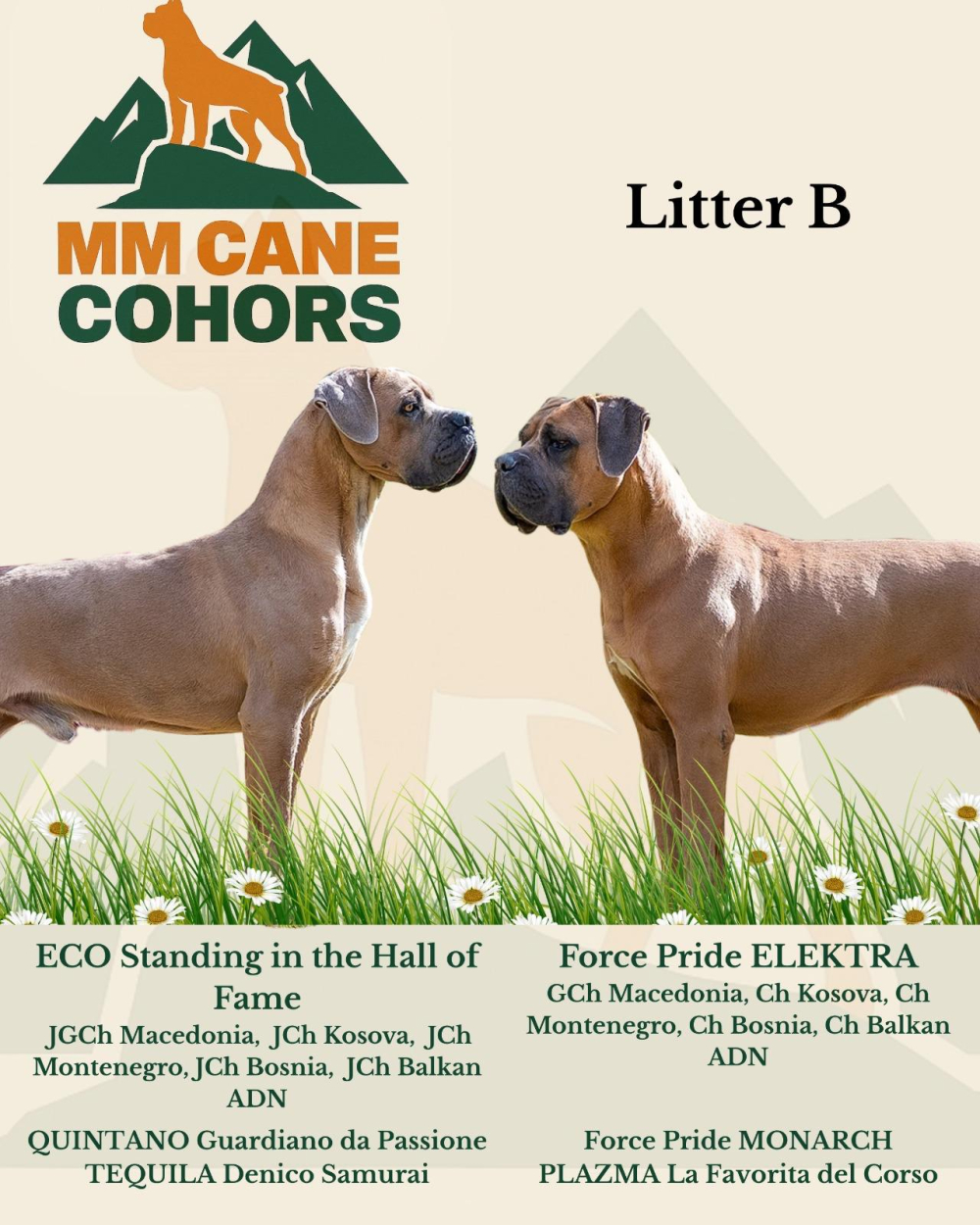 Nuestra segunda camada de Cane Corso