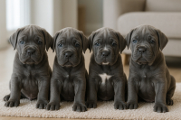 Cómo preparamos a los cachorros para convivir en familia