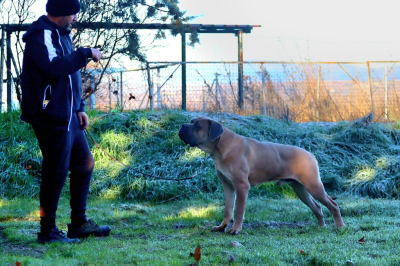 C&oacute;mo pasear a tu Cane Corso. Consejos pr&aacute;cticos para un perro equilibrado