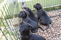 Nuestra primera camada de Cane Corso