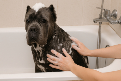 Cuidados necesarios del Cane Corso