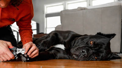Cómo cortar las uñas de un Cane Corso