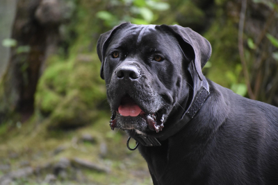 Historia de la raza canina Cane Corso